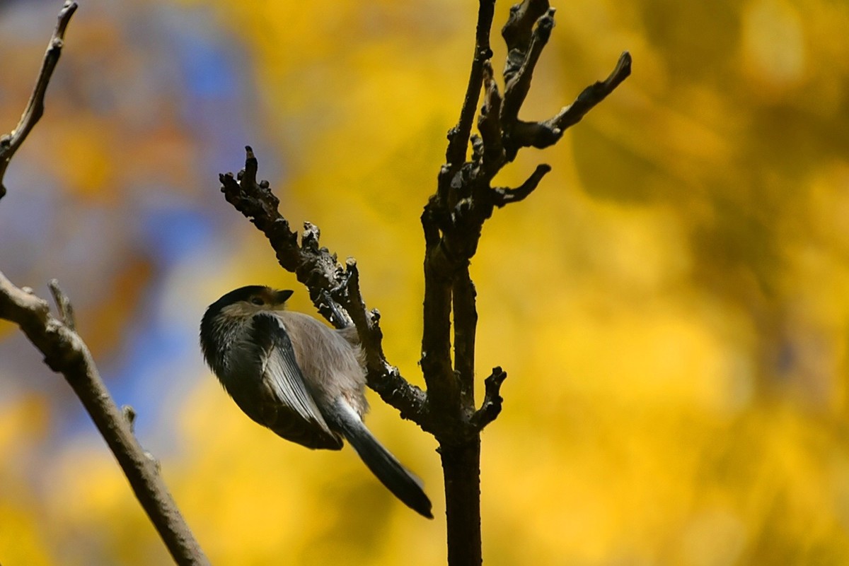 昨天拍到一只小雀