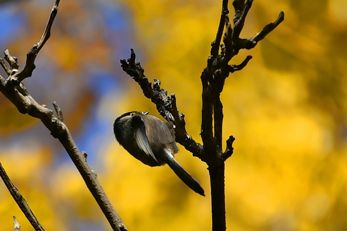 昨天拍到一只小雀
