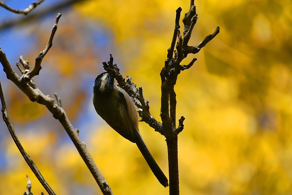 昨天拍到一只小雀