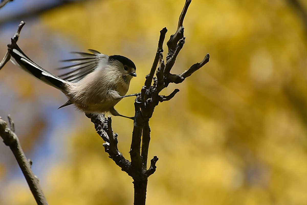 昨天拍到一只小雀