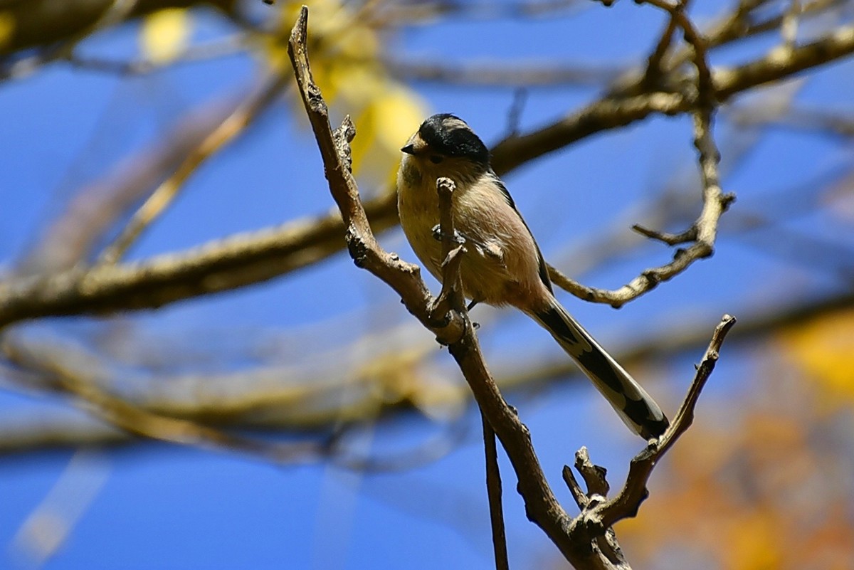 昨天拍到一只小雀