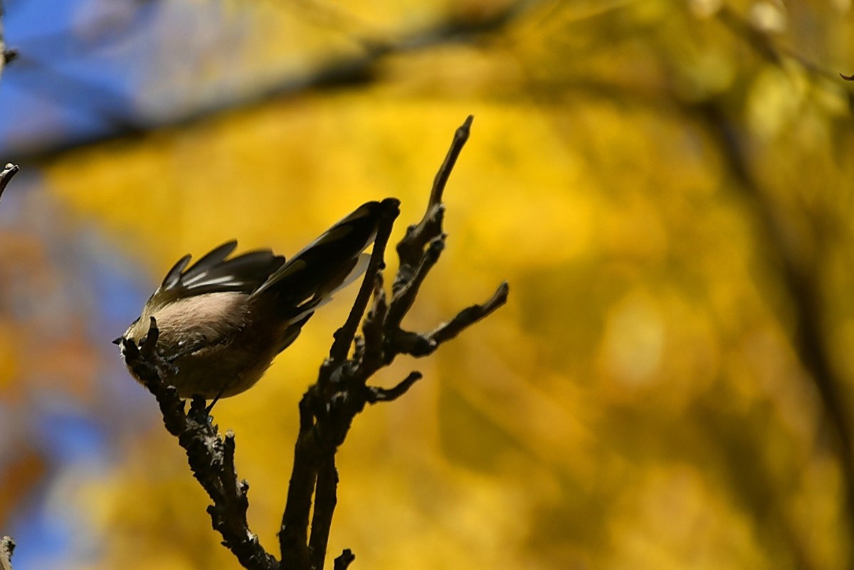 昨天拍到一只小雀