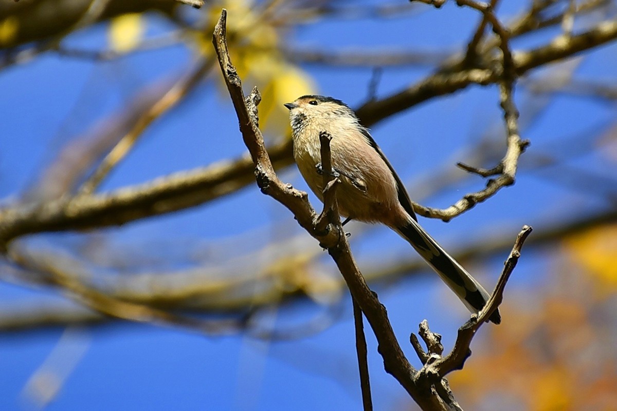 昨天拍到一只小雀