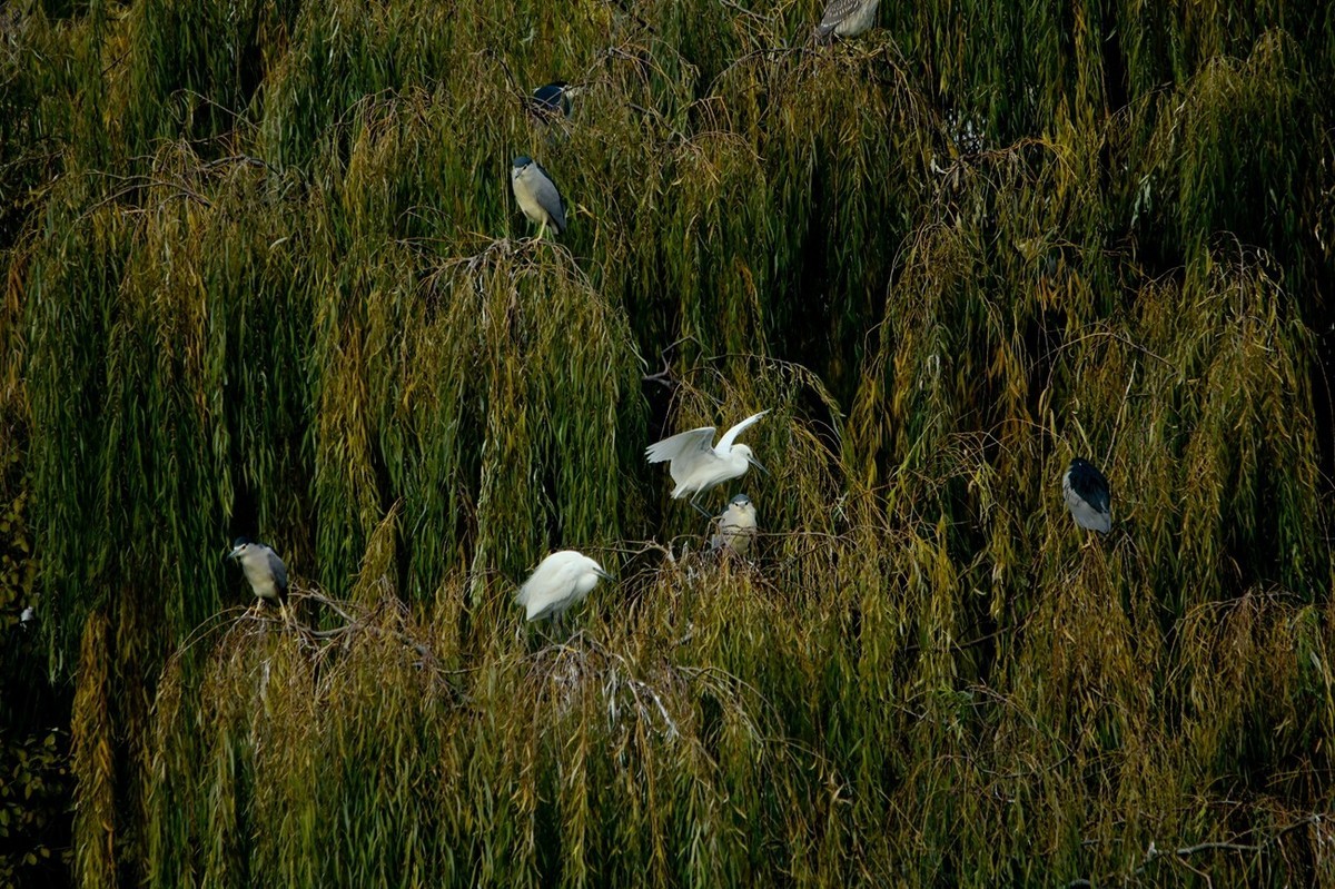 抓拍——打鸟习作