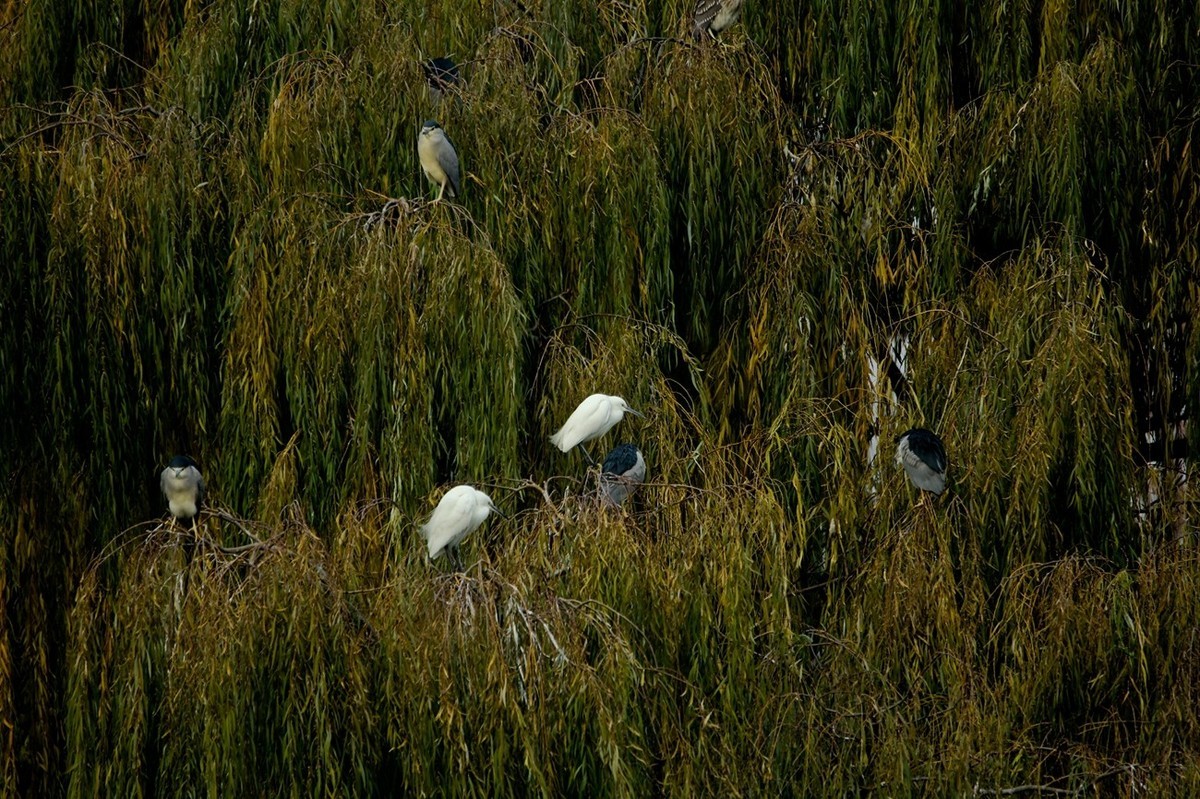 抓拍——打鸟习作