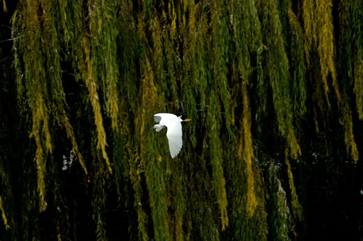 抓拍——打鸟习作