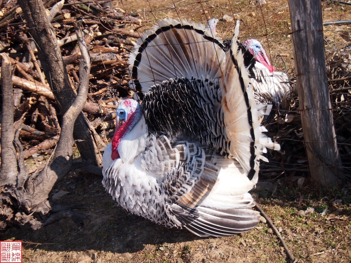 冬季走进彝族山村抓拍火鸡1