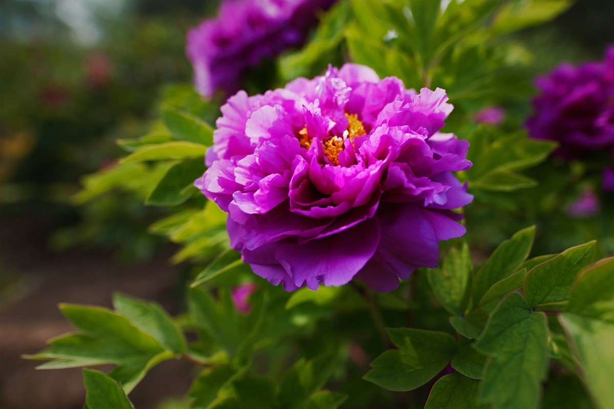 广角镜头拍摄的牡丹