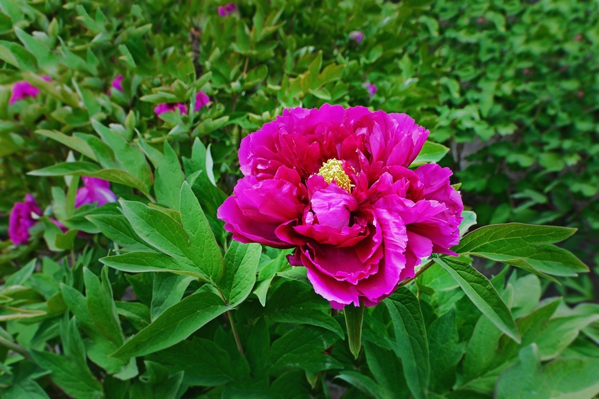 广角镜头拍摄的牡丹