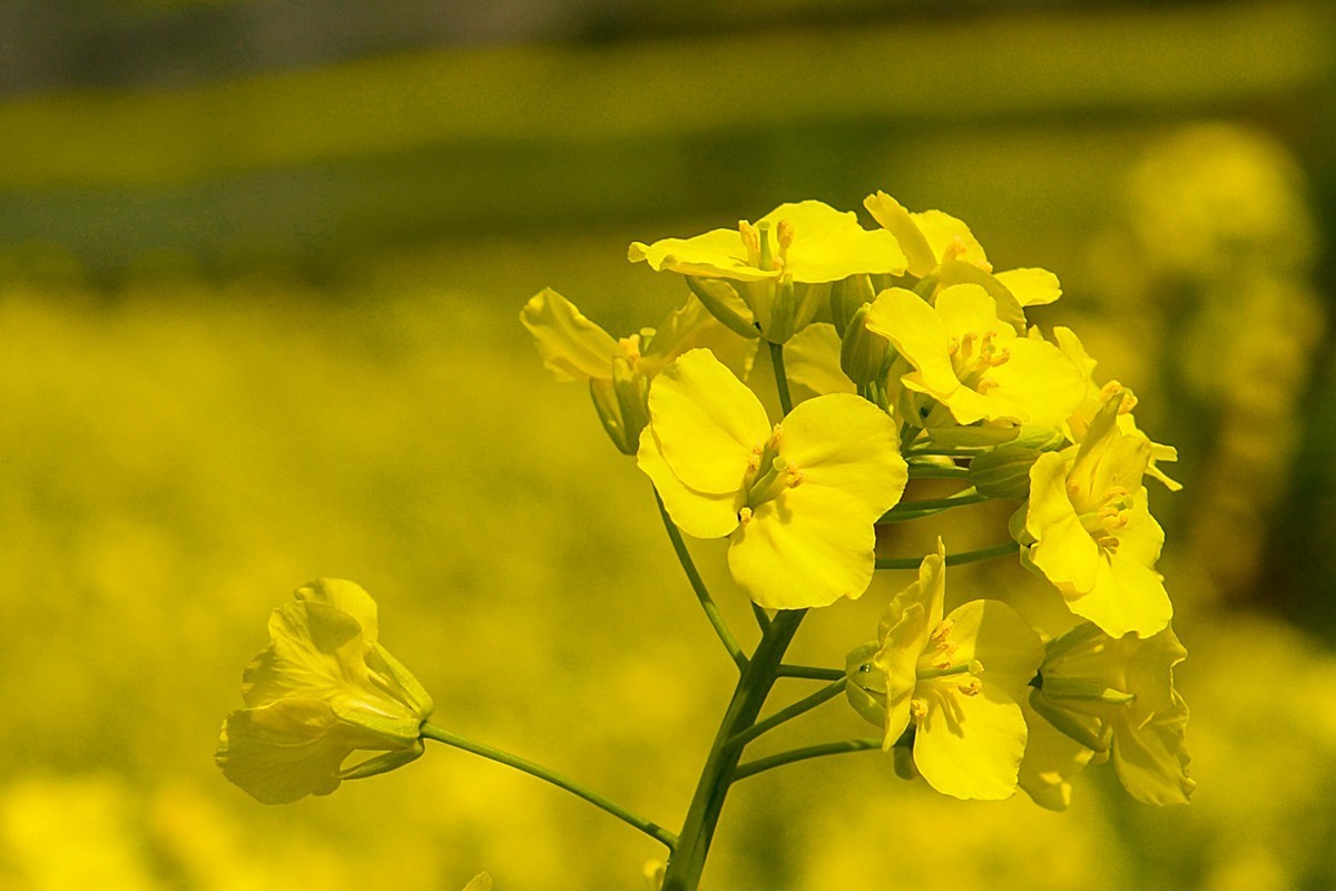 覆卮山景区（上）