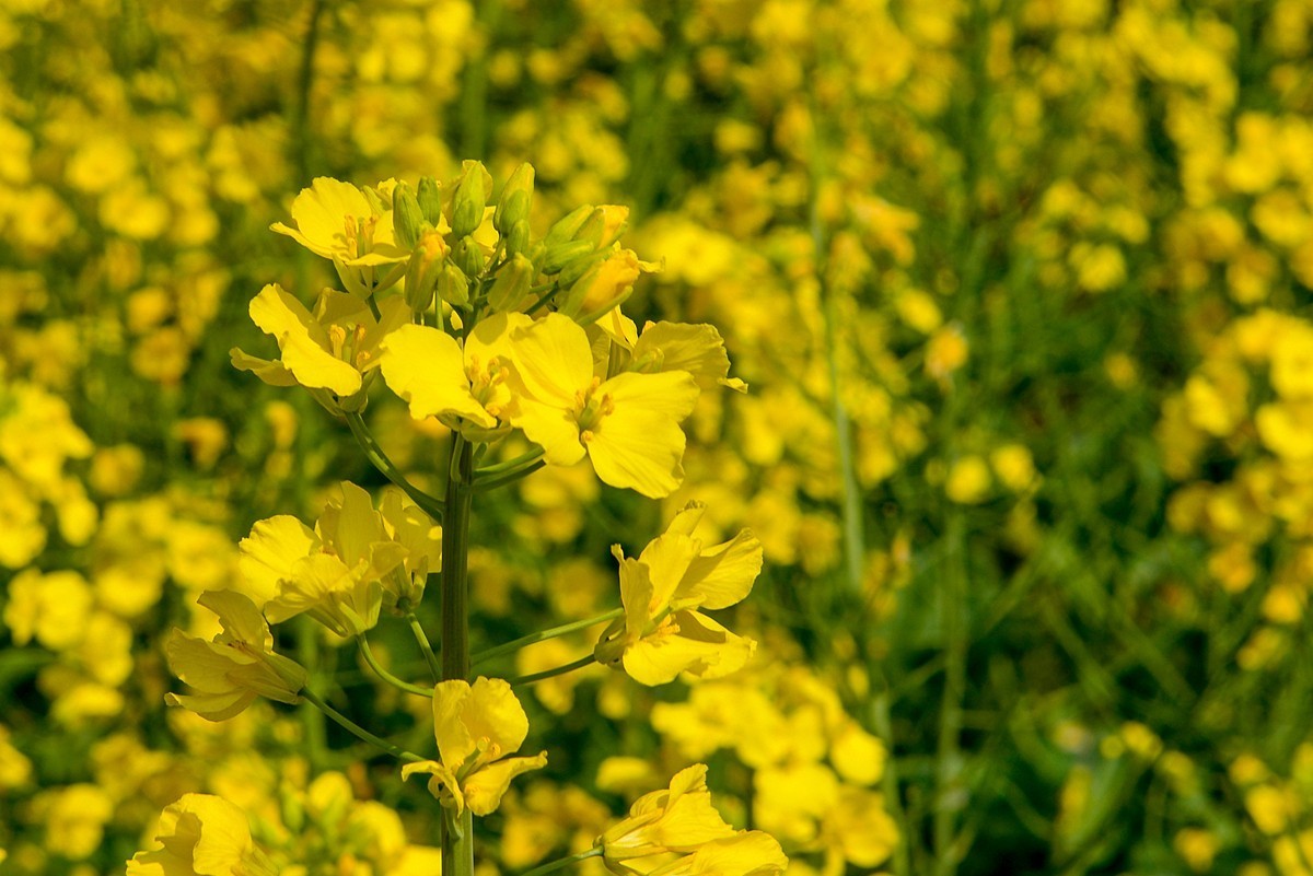覆卮山景区（上）