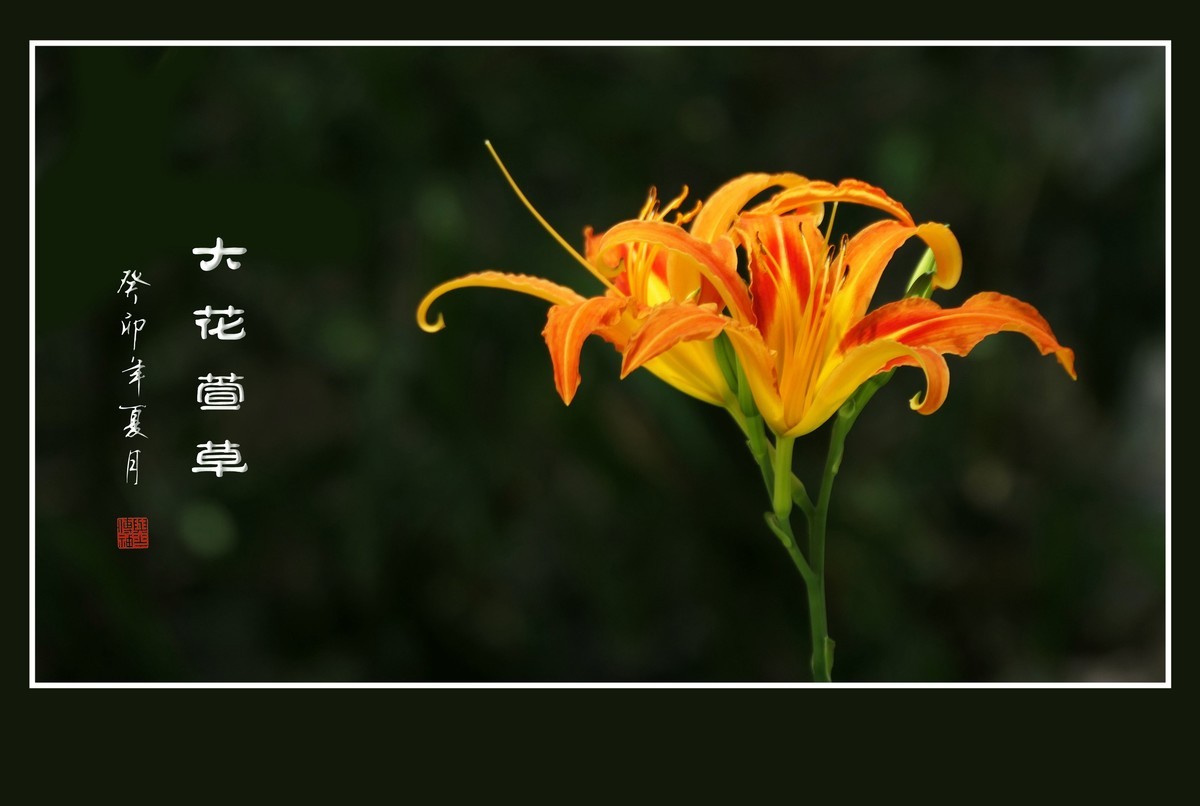 世上常有愁苦人，草尖独放忘忧花