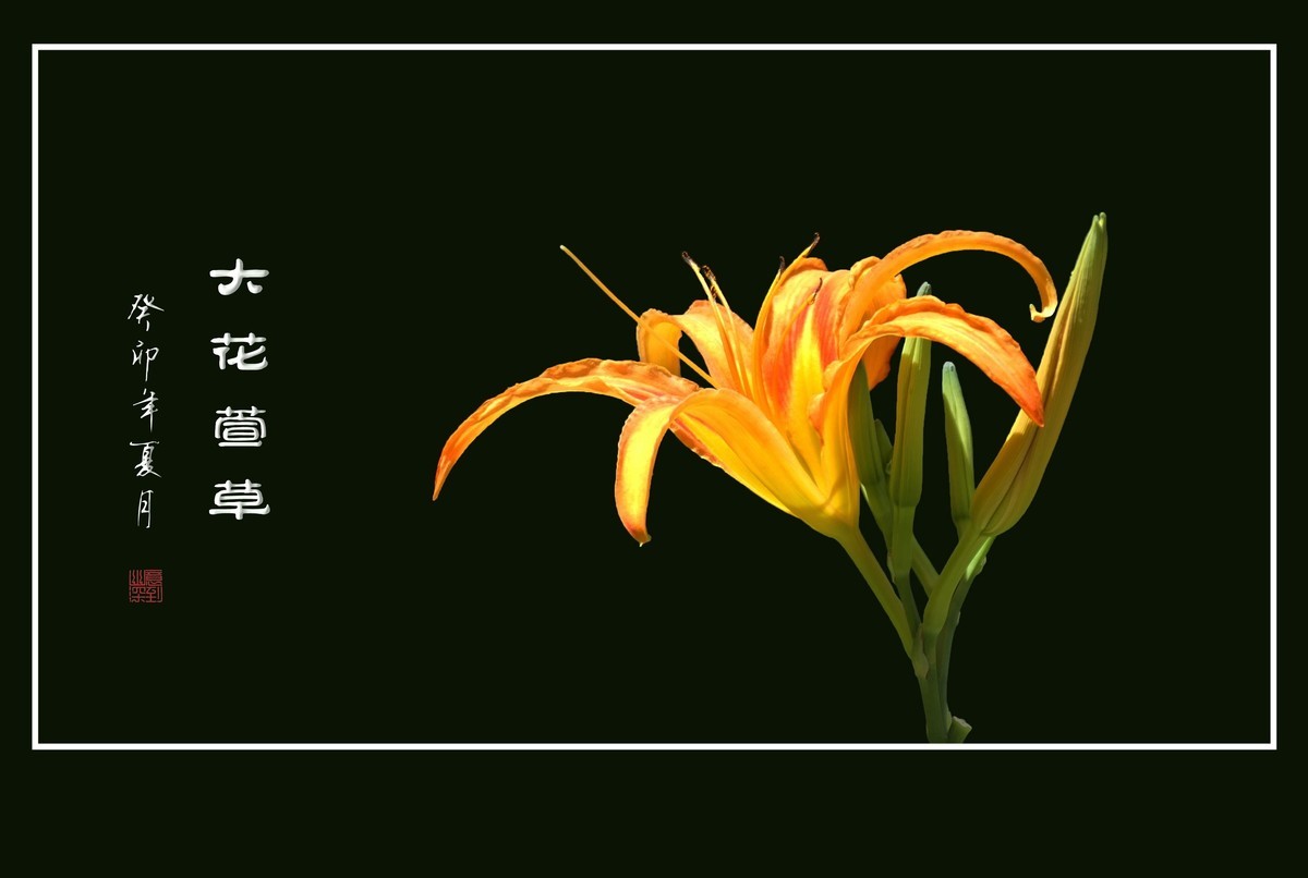 世上常有愁苦人，草尖独放忘忧花