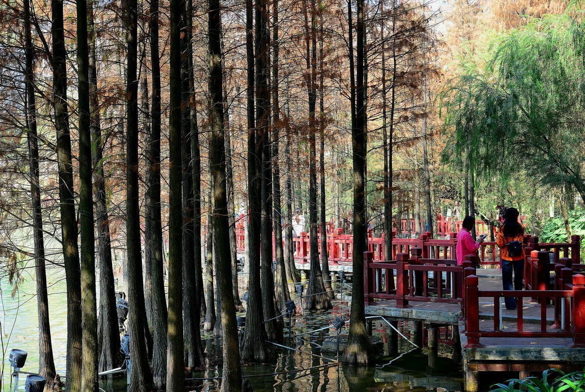 开发区落羽杉。