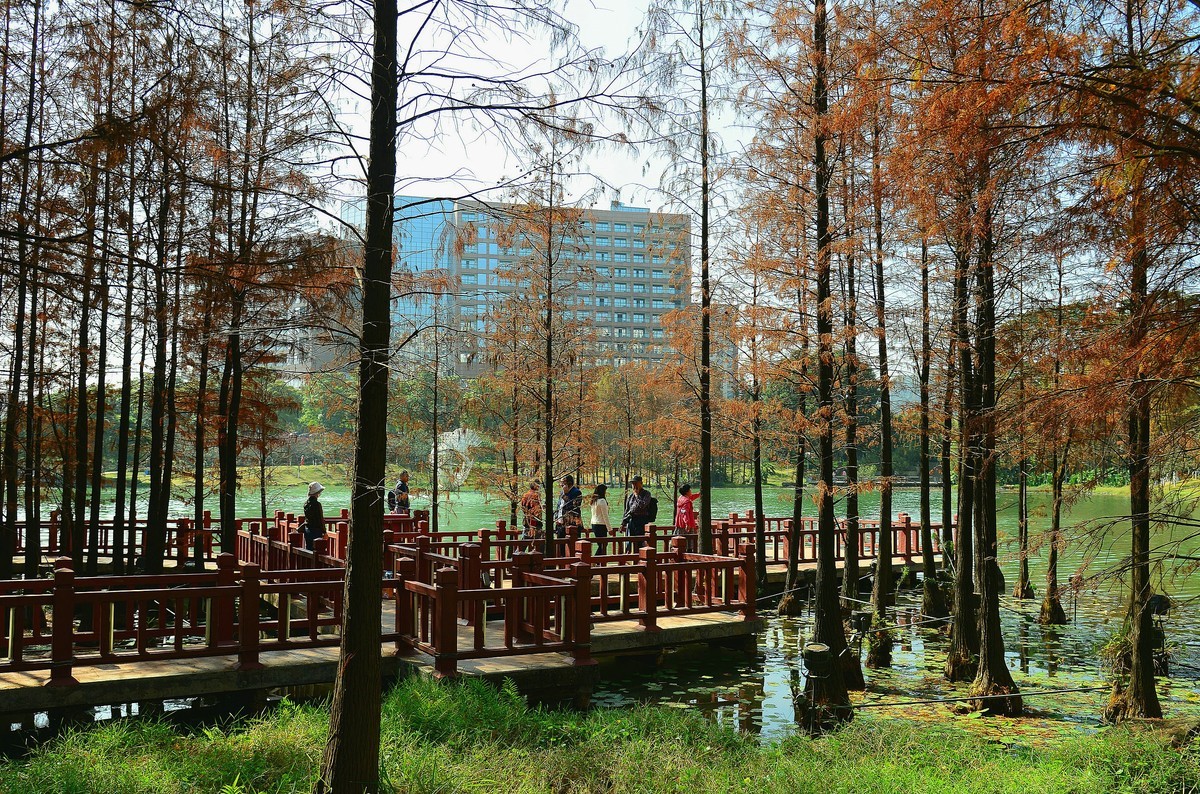 开发区落羽杉。