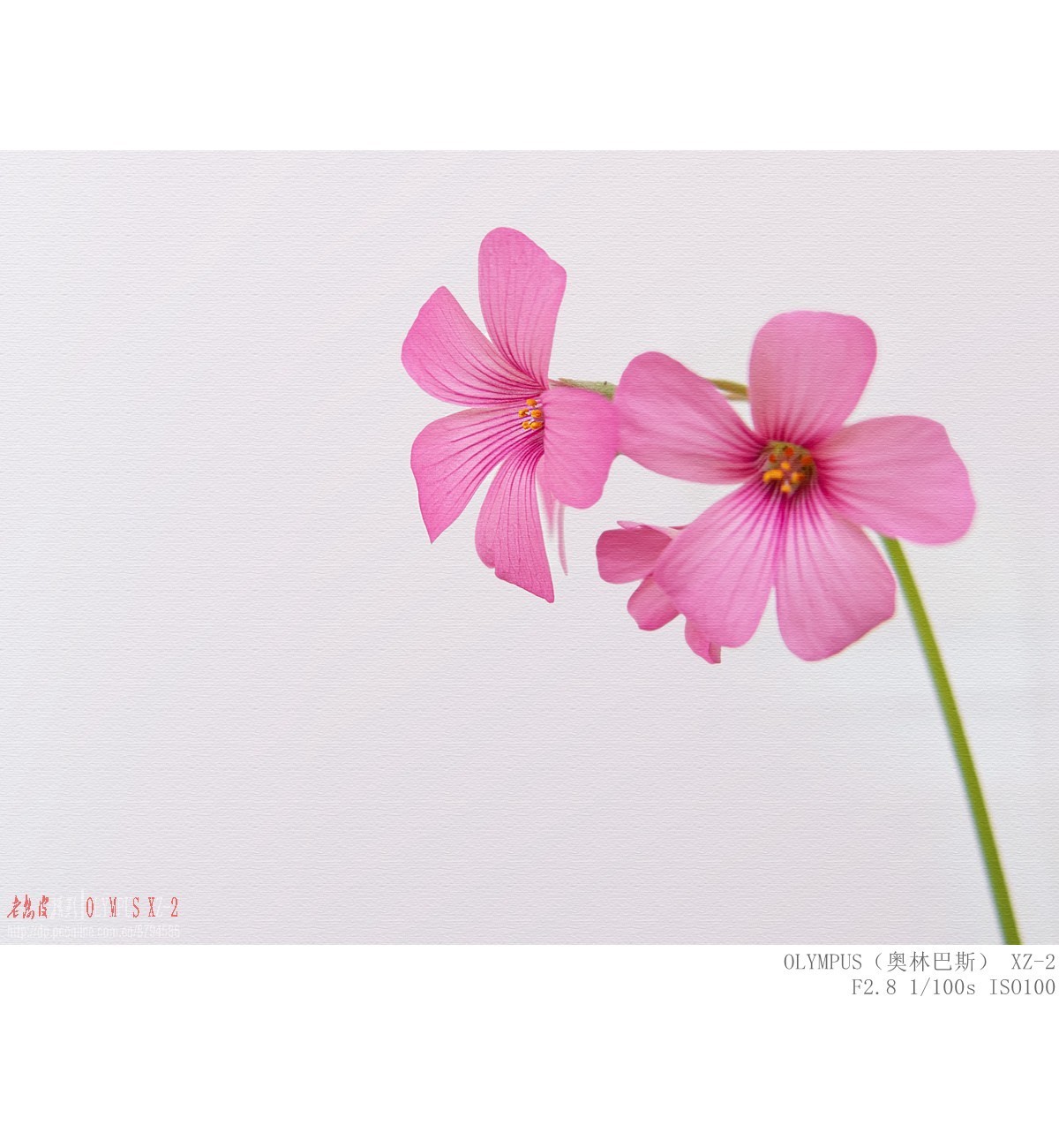 悄悄来临的夏意