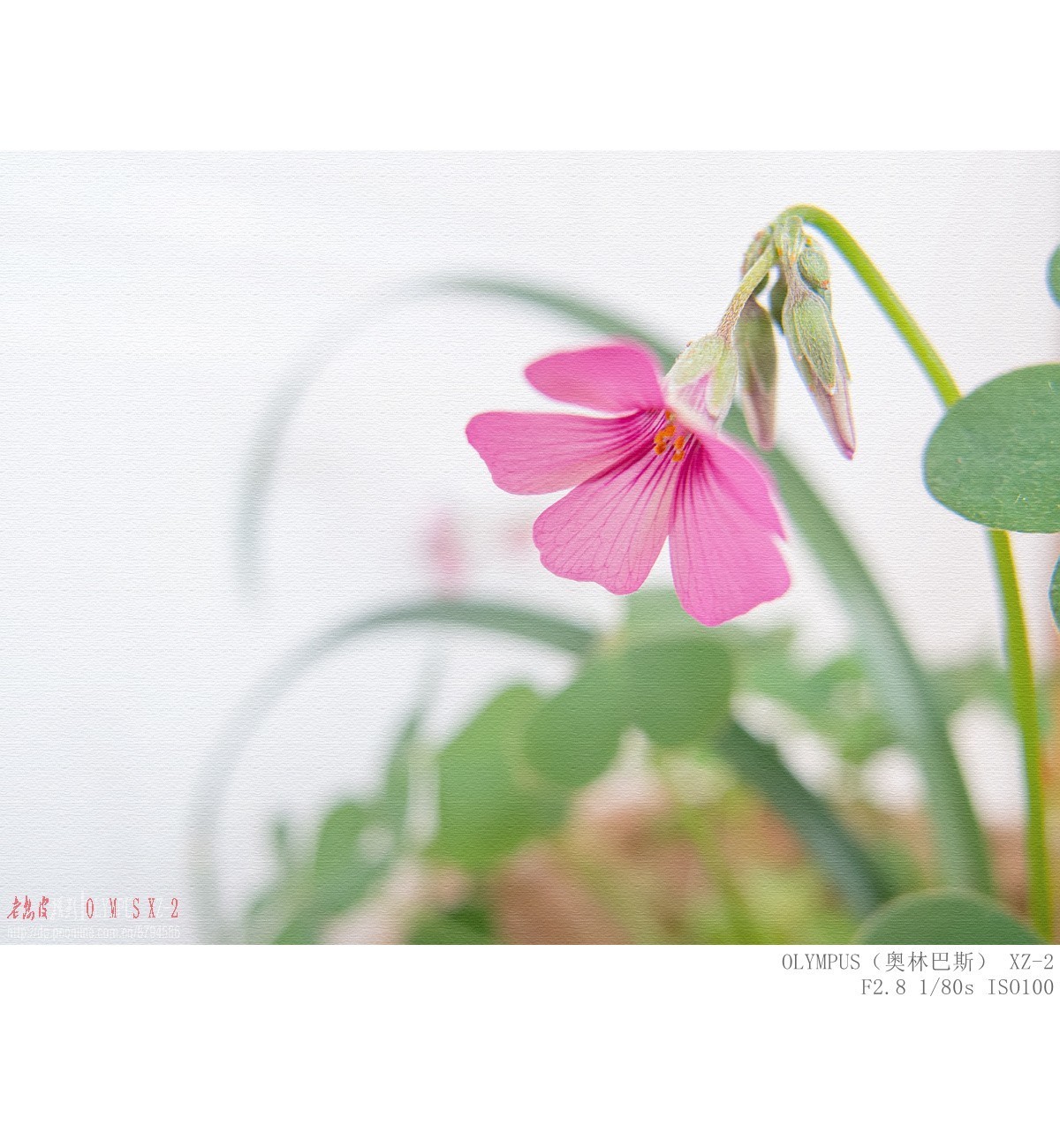 悄悄来临的夏意