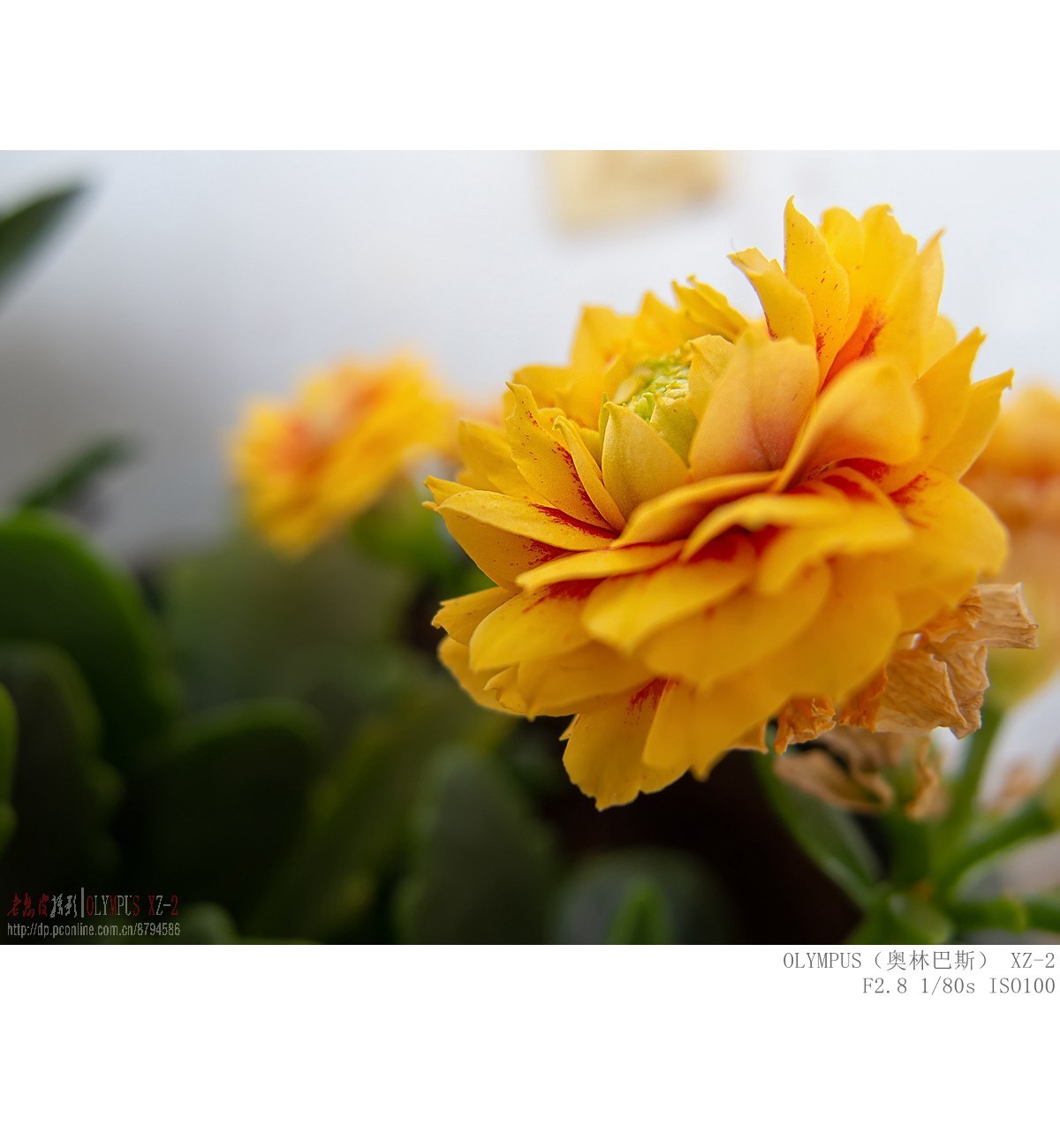 悄悄来临的夏意