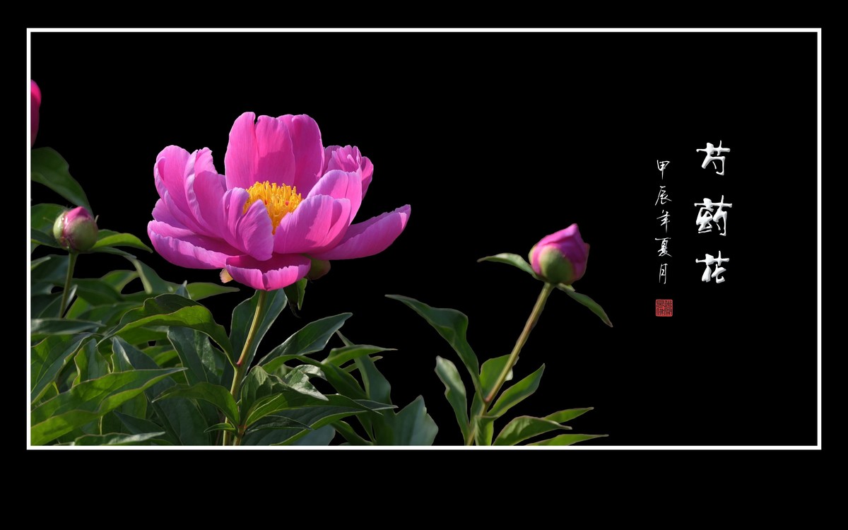 芍药花娇若天仙，香风袭来舞翩跹