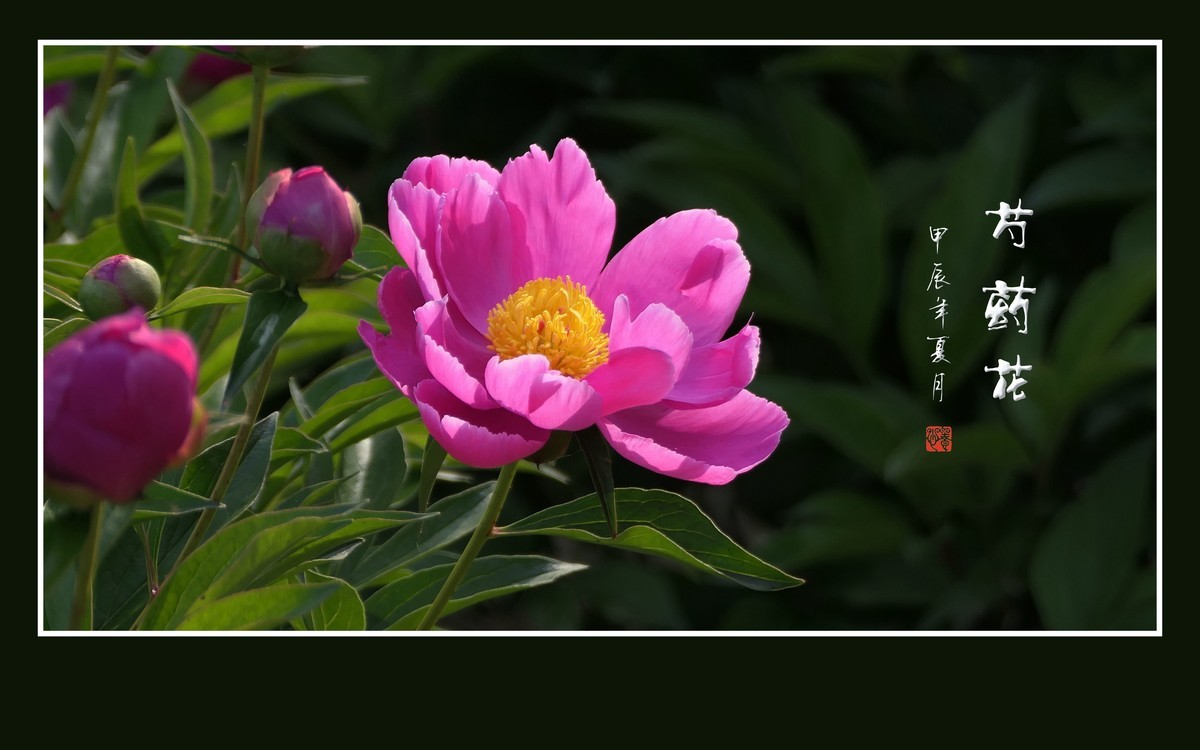 芍药花娇若天仙，香风袭来舞翩跹