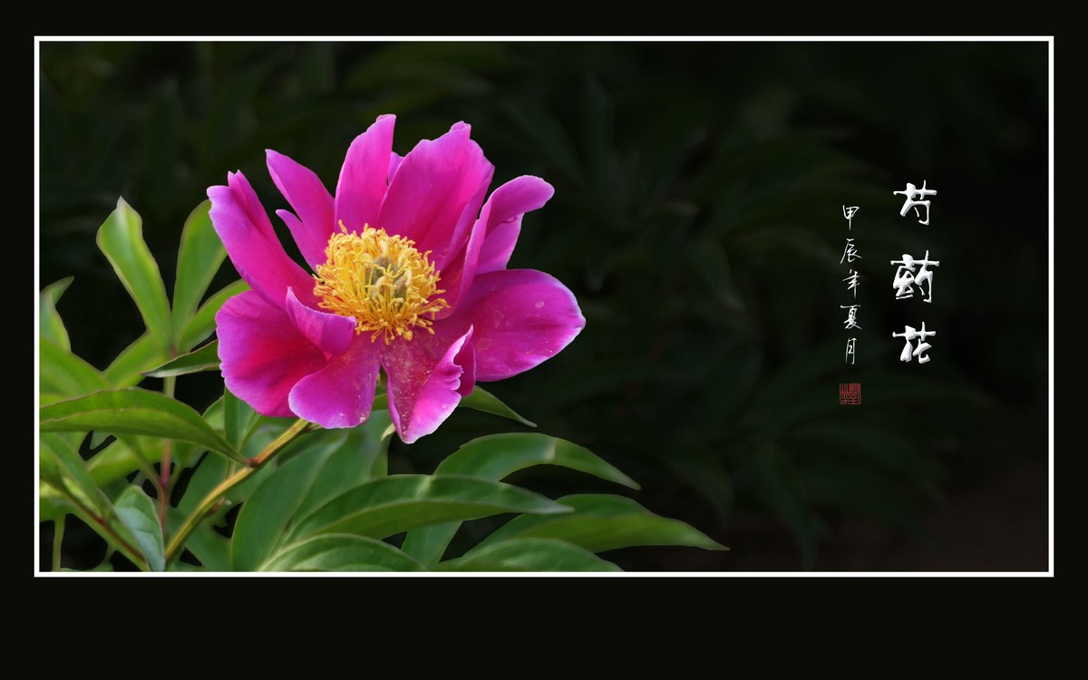 芍药花娇若天仙，香风袭来舞翩跹