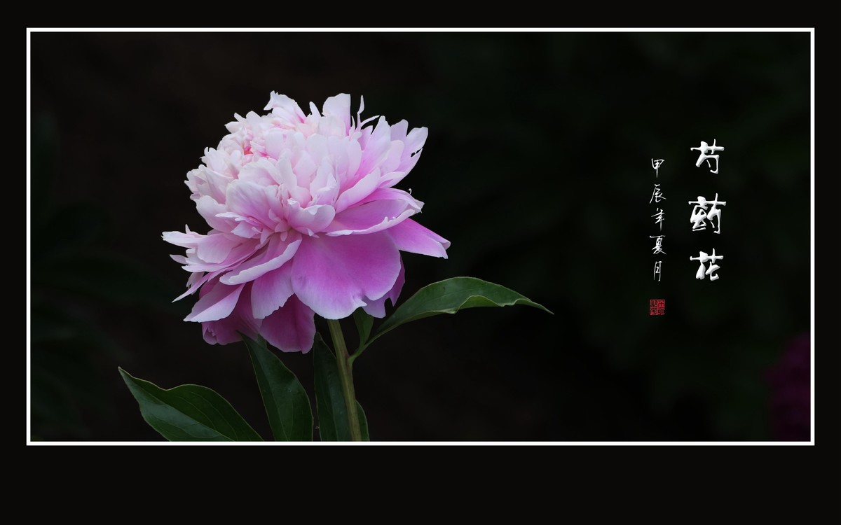 芍药花娇若天仙，香风袭来舞翩跹