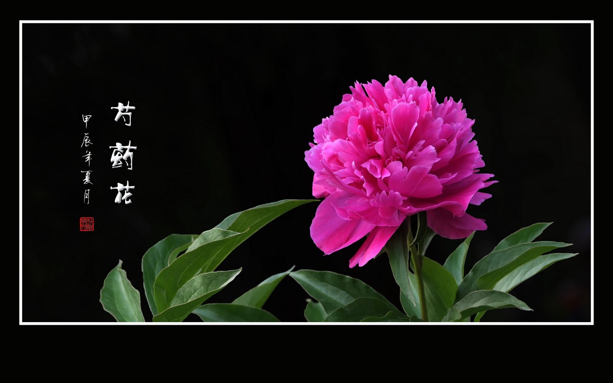 芍药花娇若天仙，香风袭来舞翩跹