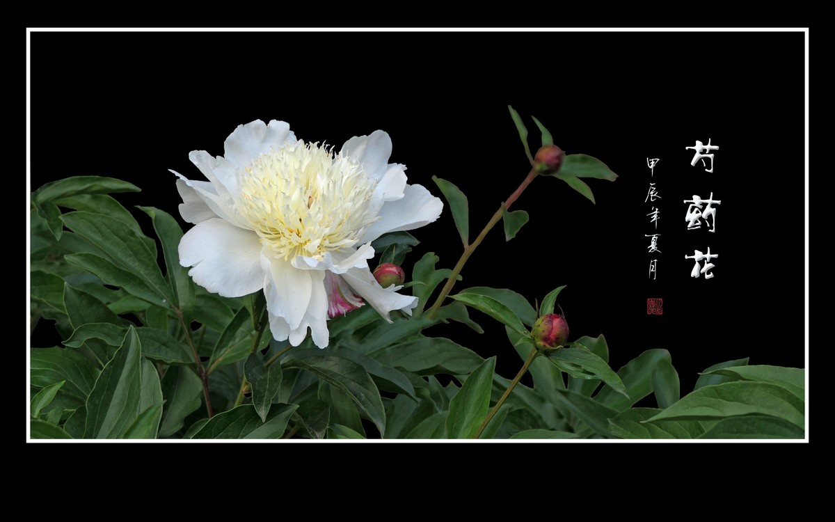 芍药花娇若天仙，香风袭来舞翩跹