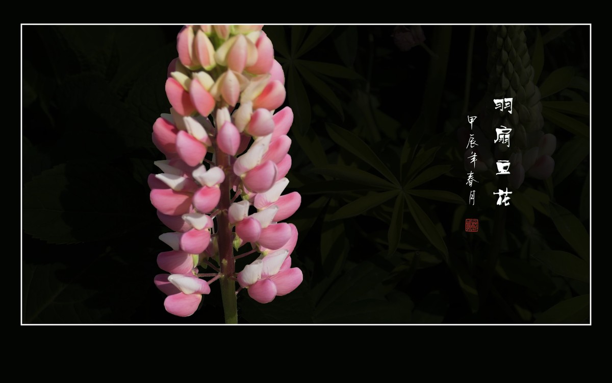 多彩漂亮的羽扇豆花（鲁冰花）