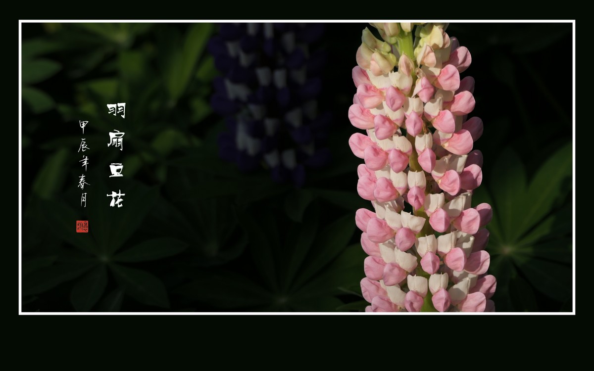 多彩漂亮的羽扇豆花（鲁冰花）