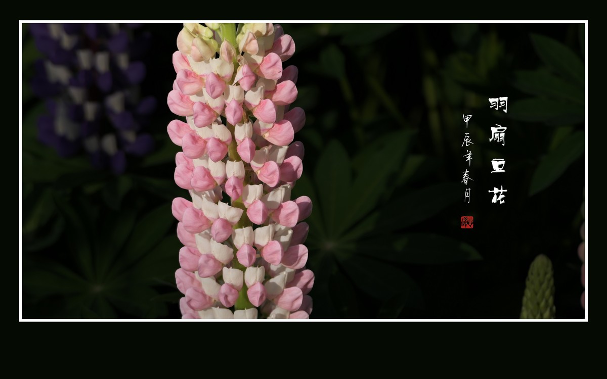 多彩漂亮的羽扇豆花（鲁冰花）