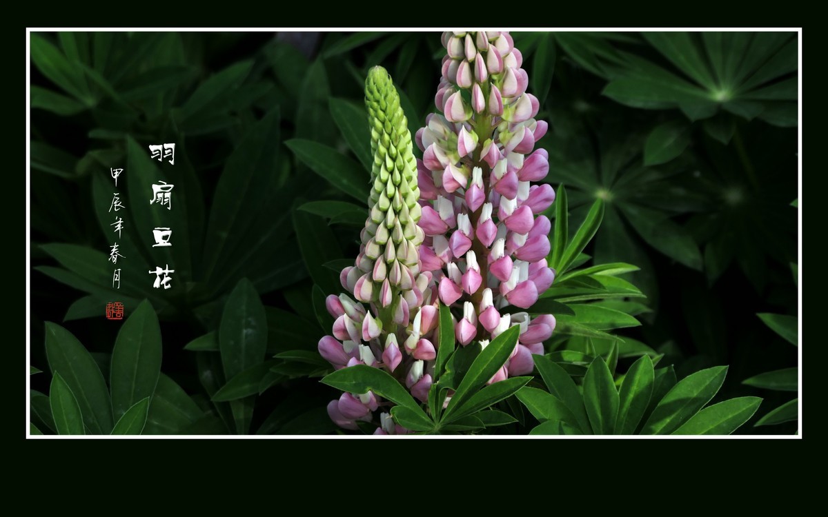 多彩漂亮的羽扇豆花（鲁冰花）