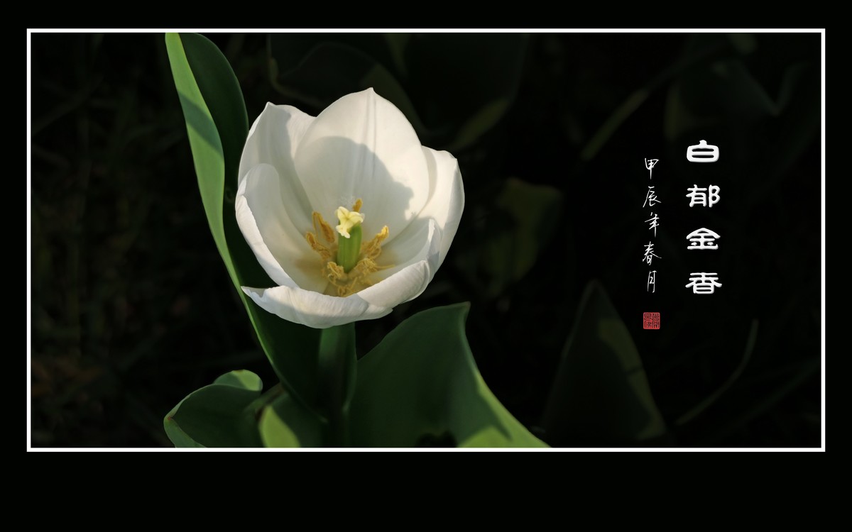 草举冰盏盛琼露，风摇玉杯洒花香