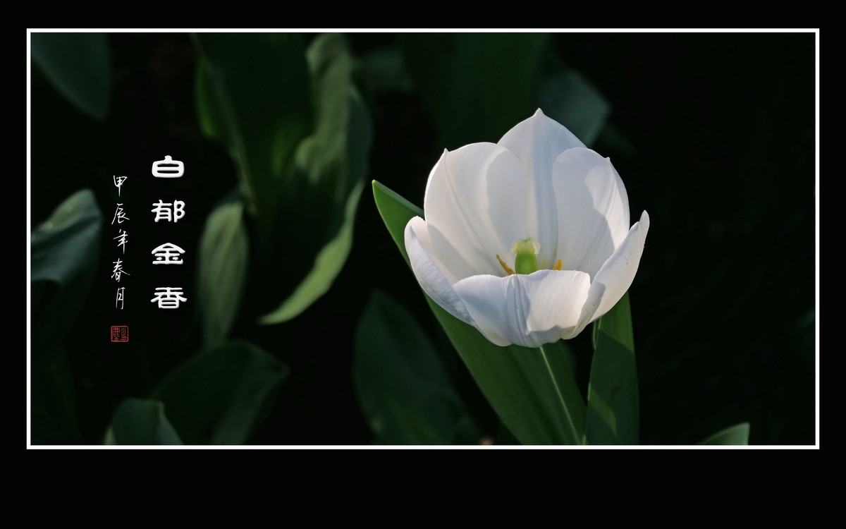 草举冰盏盛琼露，风摇玉杯洒花香