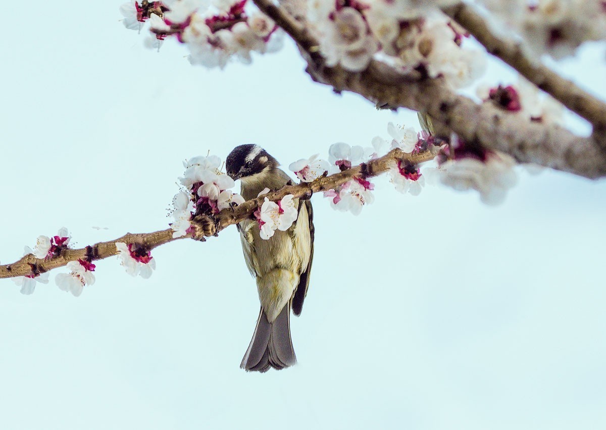 鸟语花香（续）