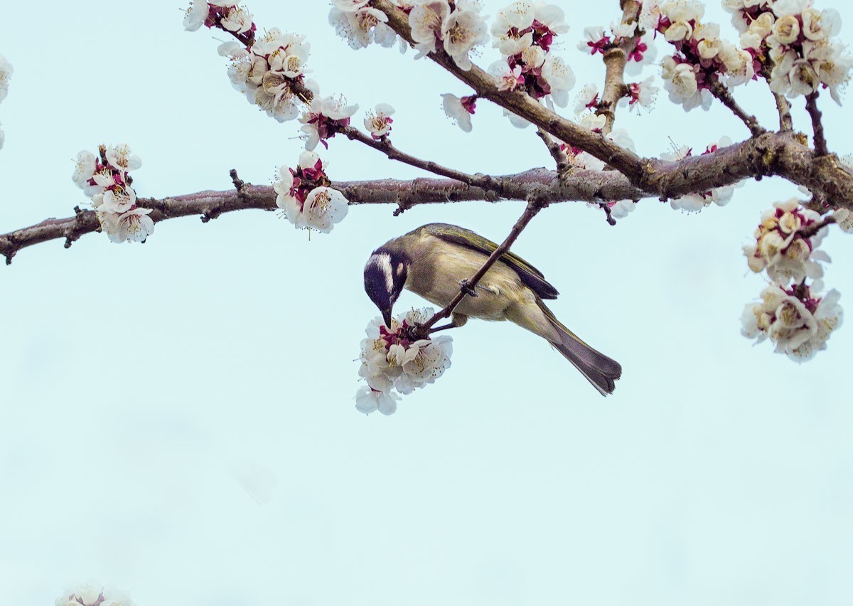 鸟语花香（续）