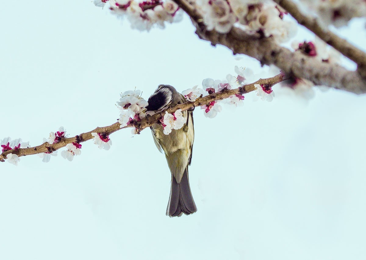 鸟语花香（续）