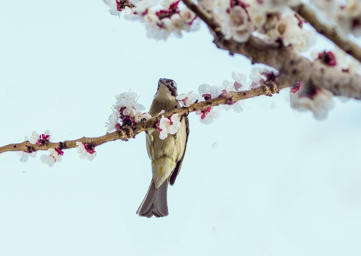 鸟语花香（续）