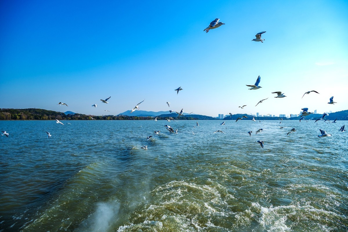 江南行-无锡-太湖红嘴鸥(4)