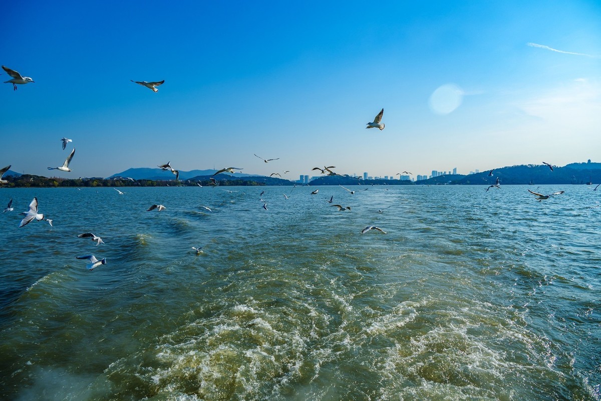 江南行-无锡-太湖红嘴鸥(4)