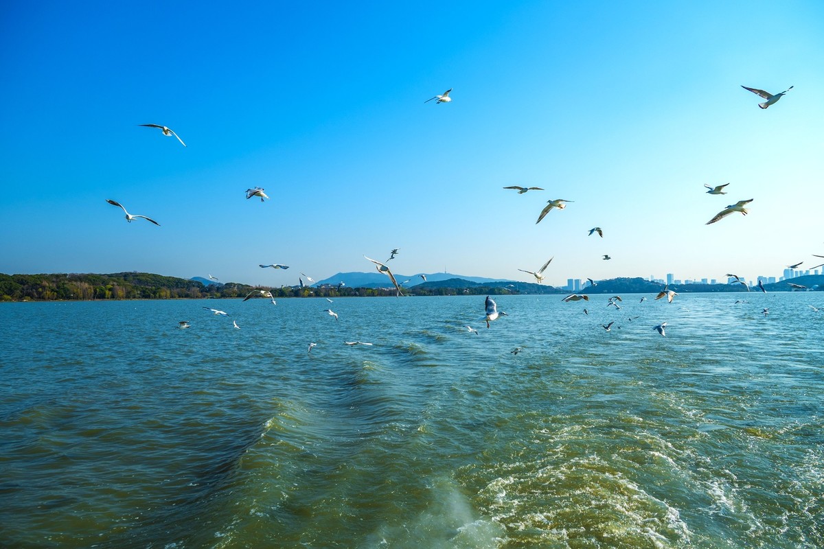 江南行-无锡-太湖红嘴鸥(4)