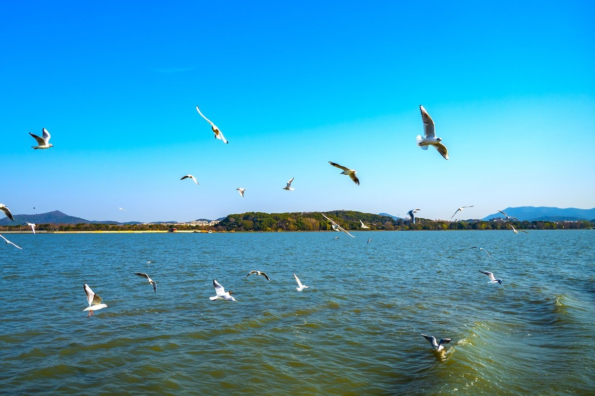 江南行-无锡-太湖红嘴鸥(4)