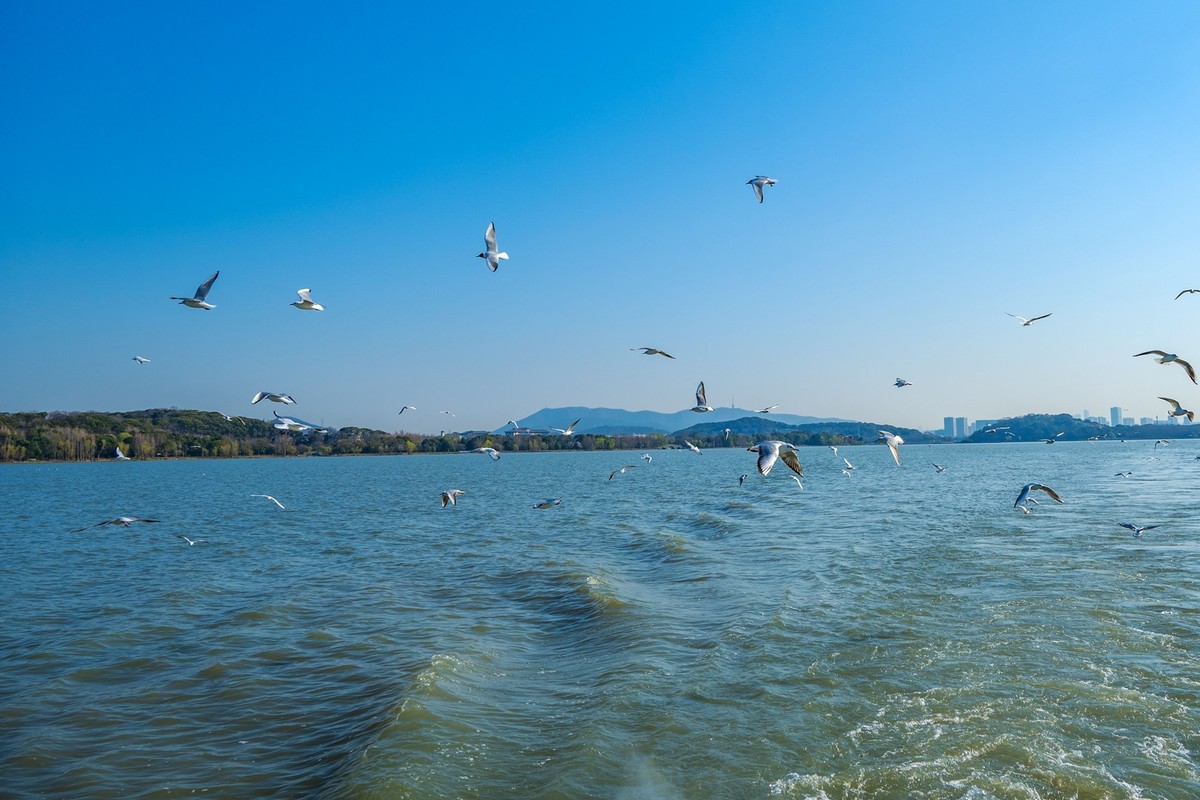 江南行-无锡-太湖红嘴鸥(4)