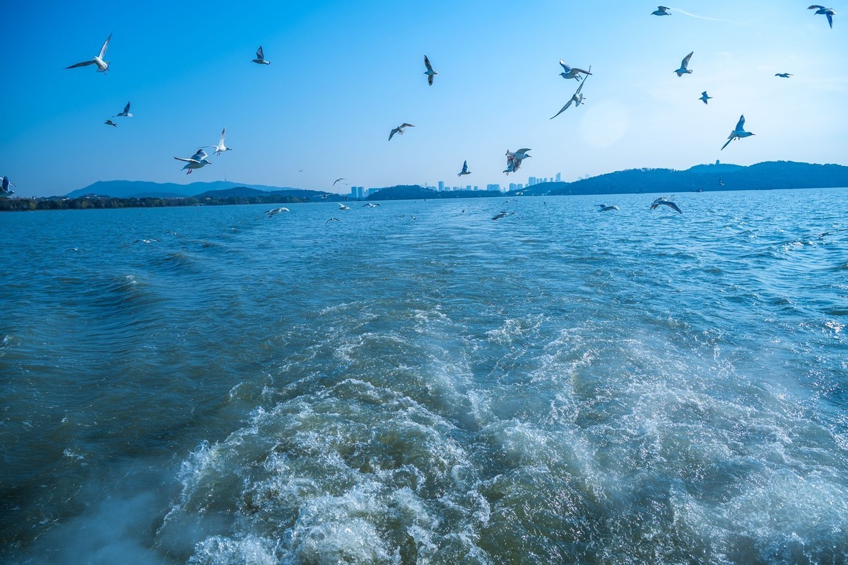 江南行-无锡-太湖红嘴鸥(4)