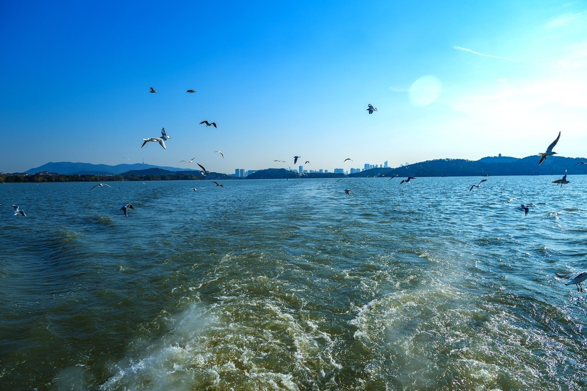 江南行-无锡-太湖红嘴鸥(4)