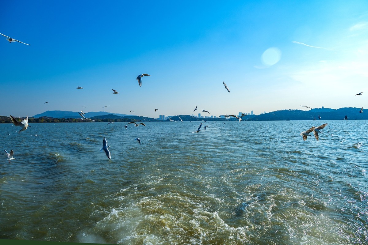 江南行-无锡-太湖红嘴鸥(4)