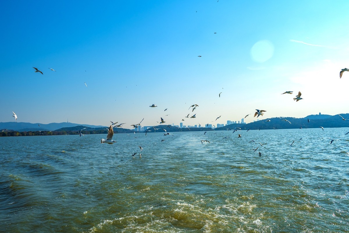 江南行-无锡-太湖红嘴鸥(4)