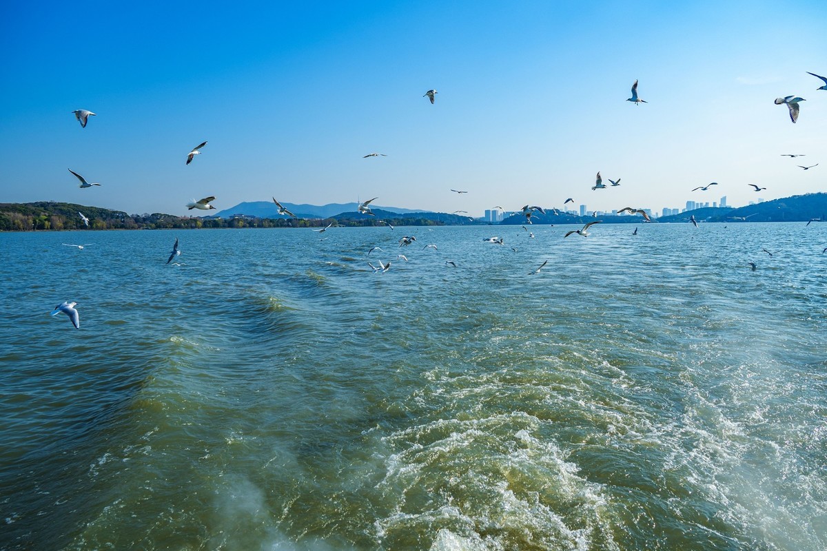 江南行-无锡-太湖红嘴鸥(4)