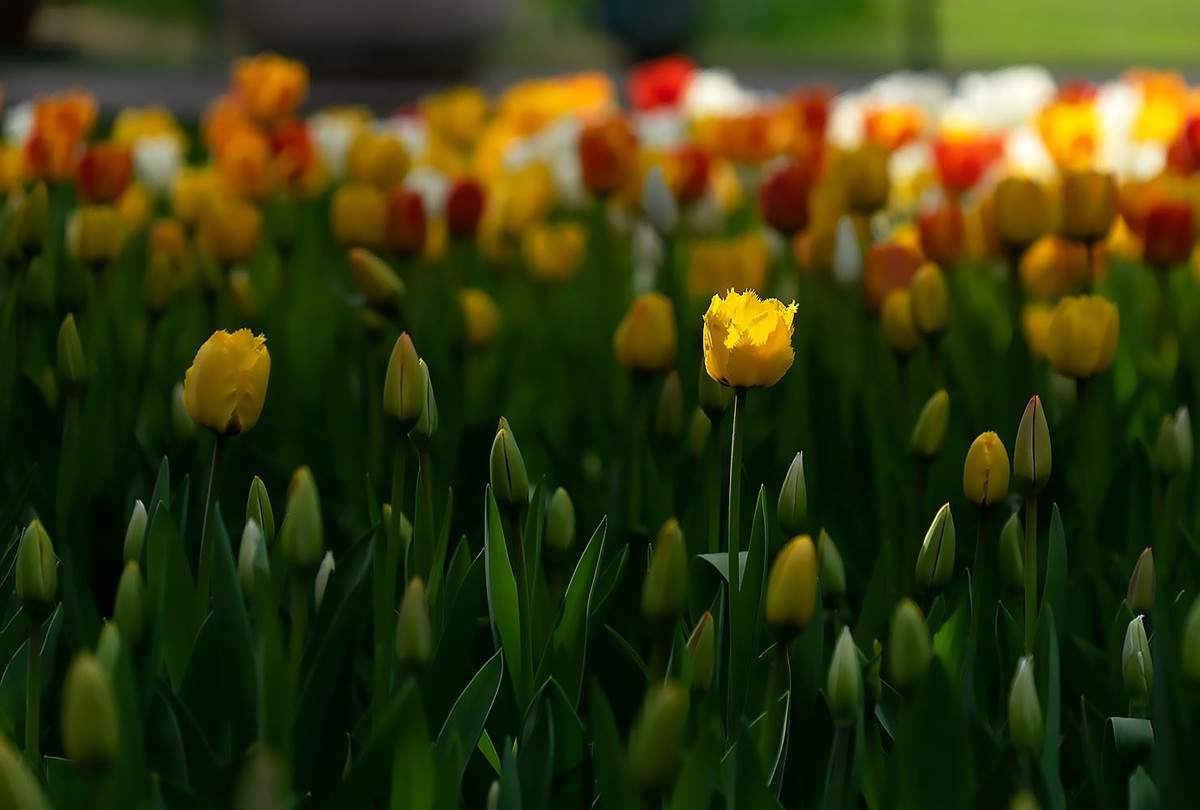 中山公园的郁金香（2）