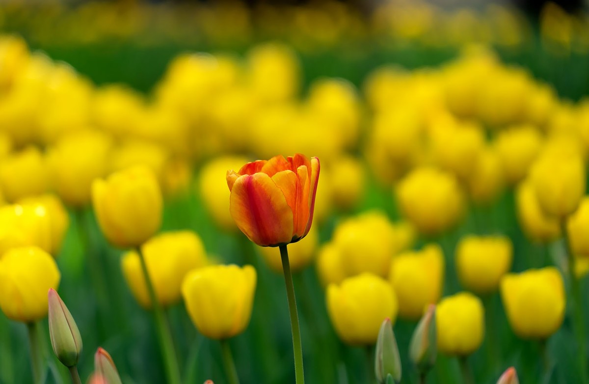 中山公园的郁金香（2）